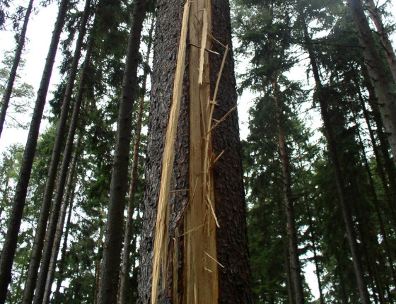 Poškození smrku, ŠLP Křtiny 2003.