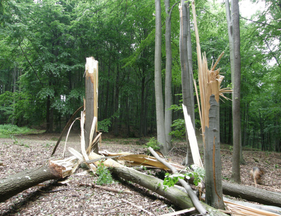 Poškození dubu a buku, PR Coufavá 2010.