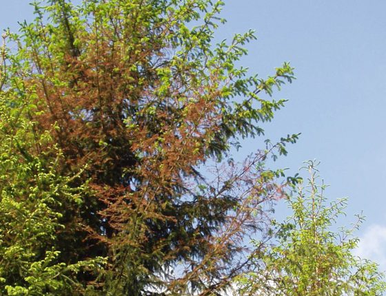 Poškození chloridy, Suchol u Konice, 2011.