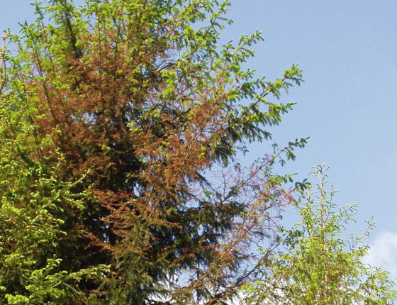 Poškození chloridy, Suchol u Konice, 2011.