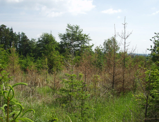 Poškození chloridy, Suchol u Konice, 2011.