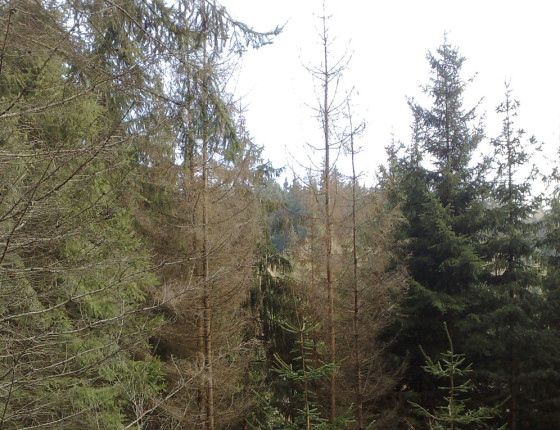 Poškození chloridy, Suchol u Konice, 2011.