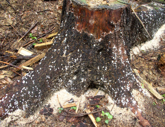 Pařez s drtinkami, ŠLP Křtiny 2002.