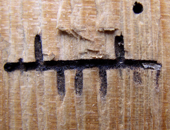 Detail požerku, sbírky ÚOLM.