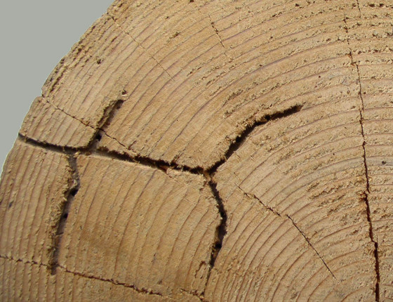 Požerek - příčný řez, sbírky ÚOLM.