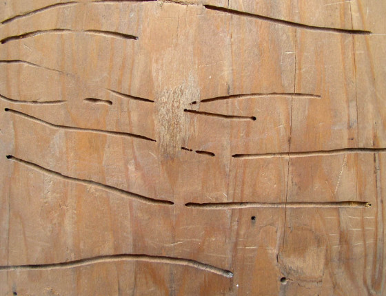 Požerek - podélný řez, sbírky ÚOLM.