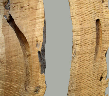 Požerek, sbírky ÚOLM.