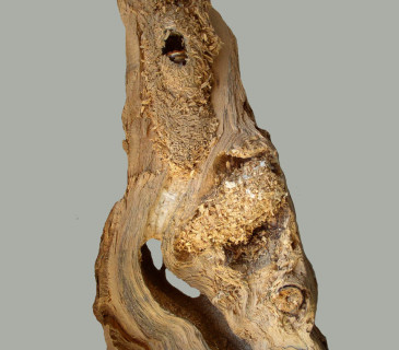 Požerek housenky, sbírky ÚOLM.