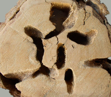 Požerek příčný řez, sbírky ÚOLM.