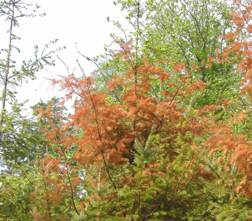 Projevy fyziologického sucha na douglasce, Brno 2010.