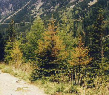 Projevy vytranspirování na smrku, Vysoké Tatry 1991.