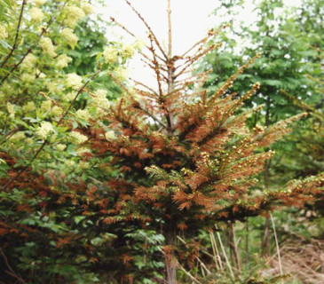 Projevy fyziologického sucha na smrku, ŠLP Křtiny 2005.