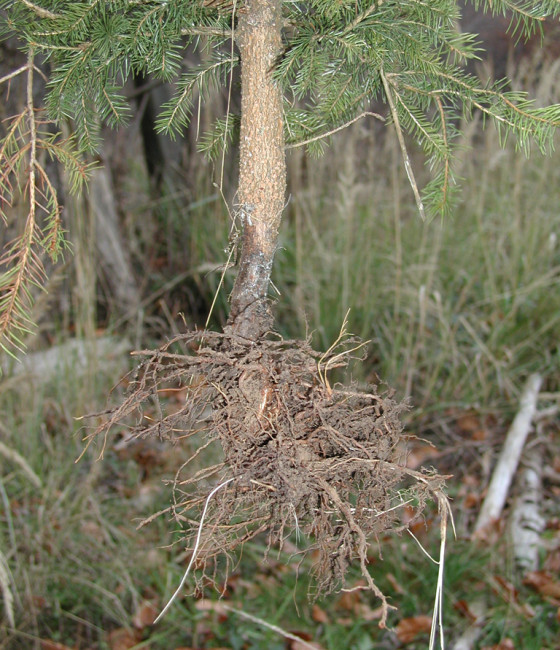 Poškození herbicidem Casoron G, Bynina 2002.