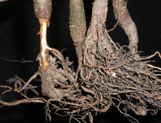 Poškození herbicidem Casoron G, Bynina 2002.