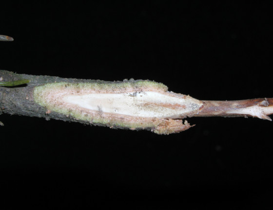 Poškození herbicidem Casoron G, Bynina 2002.