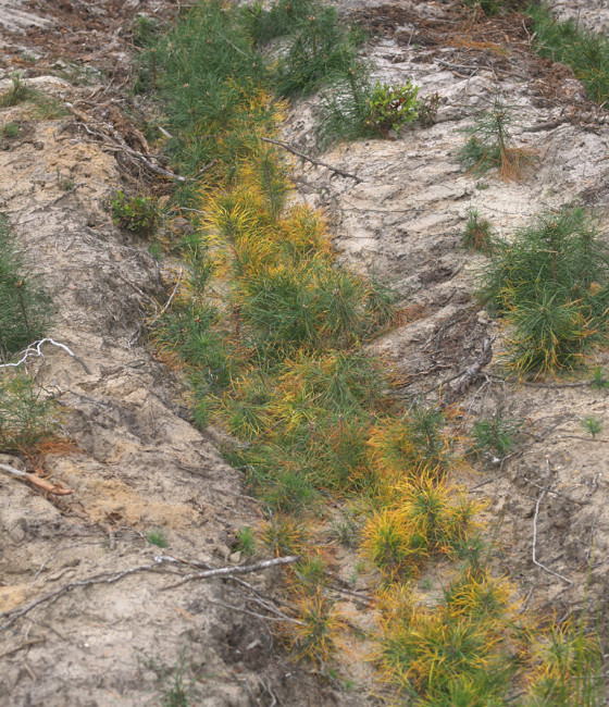 Poškození herbicidem ve školce.