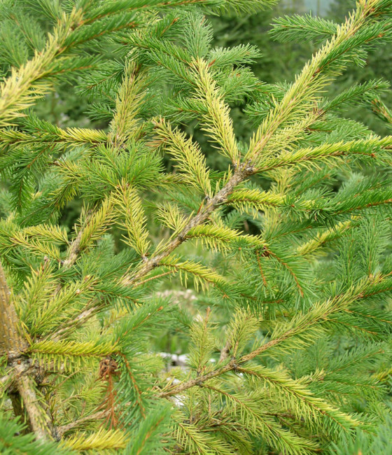 Symptomy nedostatku hořčíku, Hrubý Jeseník 2005.