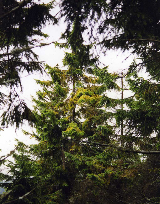 Projevy nedostatku hořčíku, Jizerské hory 1999.