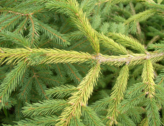 Symptomy nedostatku hořčíku, Hrubý Jeseník 2005.