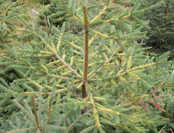 Symptomy nedostatku hořčíku, Hrubý Jeseník 2005.