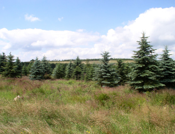 Náhradní porost smrku pichlavého, Krušné hory, 2001.