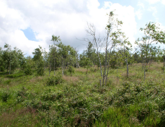 Náhradní porost břízy, Krušné hory, 2001.