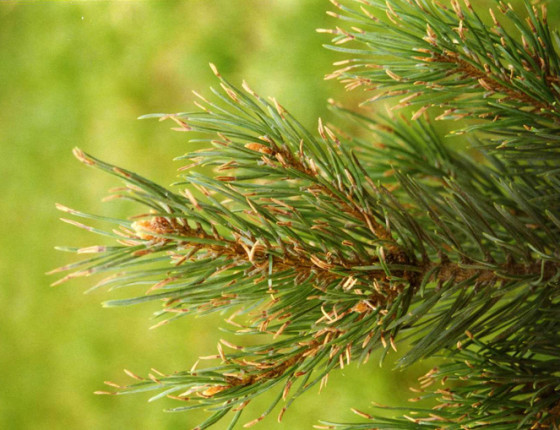 Poškození borovice oxidy síry, Krušné hory, 1995.