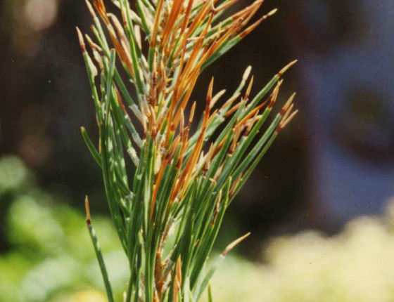 Poškození borovice oxidy síry, Krušné hory, 1995.