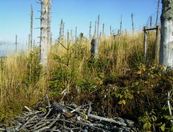 Imisní holina, Beskydy, 1995.