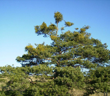 Jmelí na borovici, Mohelno 2009.