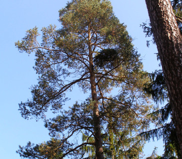 Jmelí na borovici, Adršpašské skály 2011.