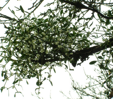 Jmelí s plody, Brno 2010.