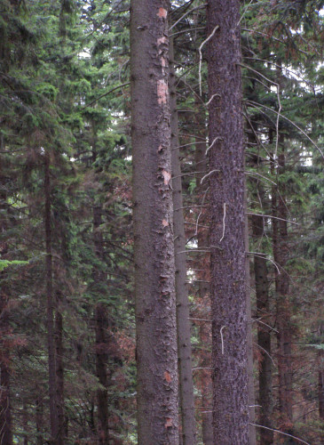 Korní spála na smrku, Novohradské hory 2007.