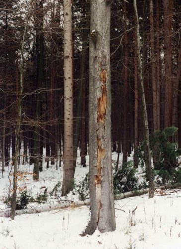 Korní spála na buku, ŠLP Křtiny 1997.