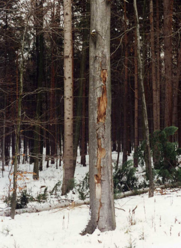 Korní spála na buku, ŠLP Křtiny 1997.