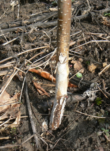 Korní spála na mladé olši, Strážnice, 2014.