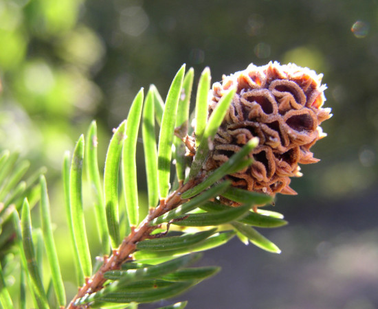 Hálka korovnice pupenové, ŠLP Křtiny, 2002.