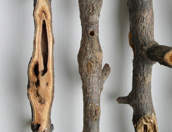 Požerek, sbírky ÚOLM.