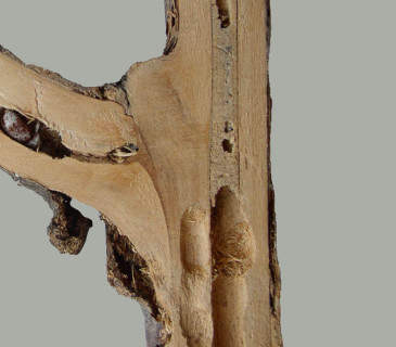 Požerek, sbírky ÚOLM.