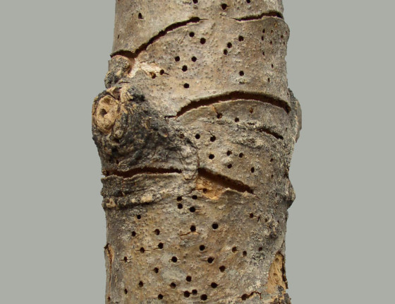 Požerek na kmínku, sbírky ÚOLM.