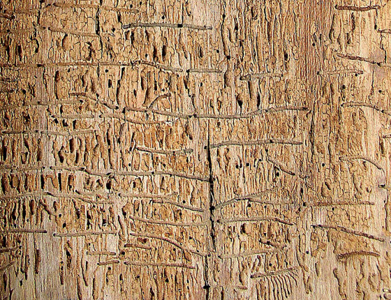 Požerek v kůře, sbírky ÚOLM.