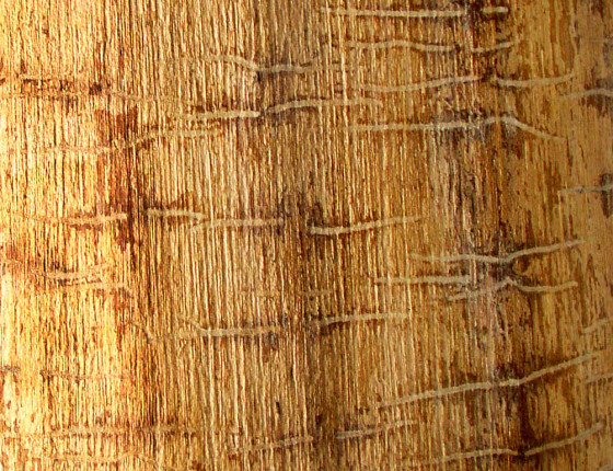 Požerek ve dřevě, sbírky ÚOLM.