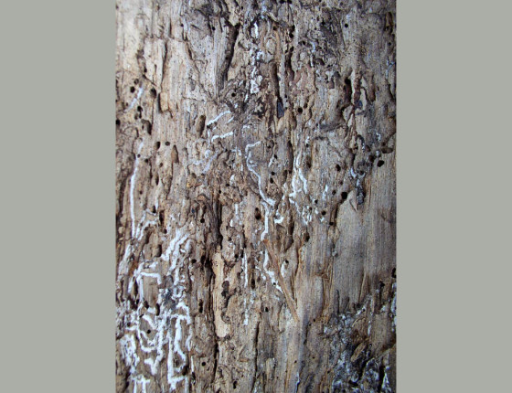 Požerek, sbírky ÚOLM.