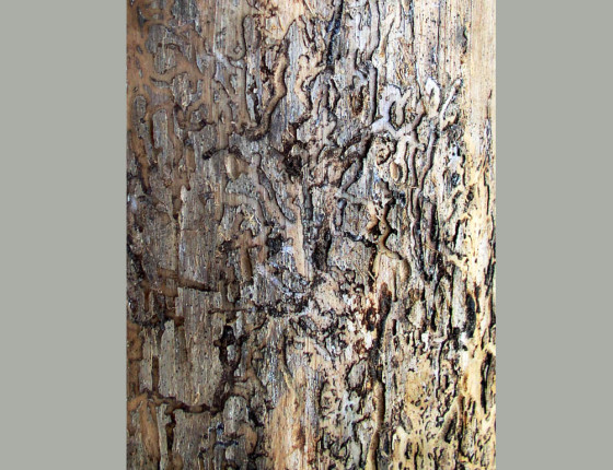 Požerek, sbírky ÚOLM.