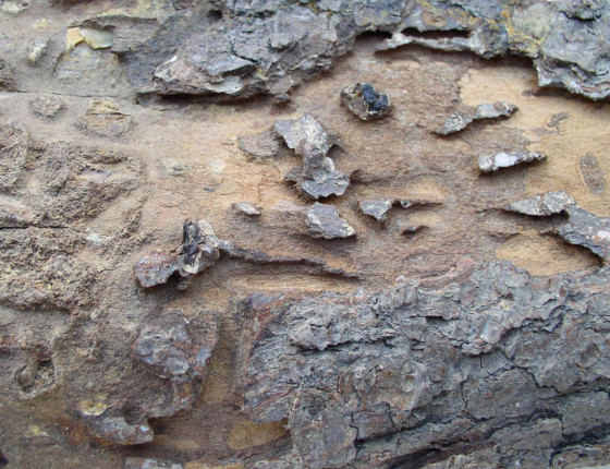 Požerek, sbírky ÚOLM.