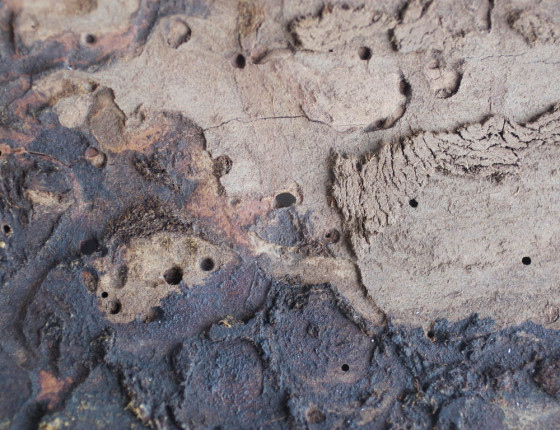 Požerek, sbírky ÚOLM.