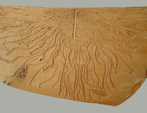 Požerek lýkohuba, sbírky ÚOLM.