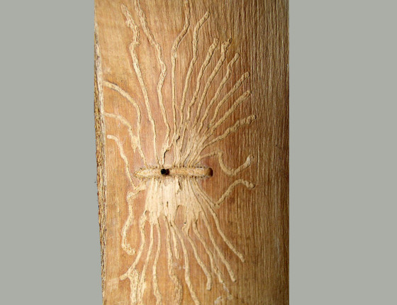 Požerek lýkohuba, sbírky ÚOLM.