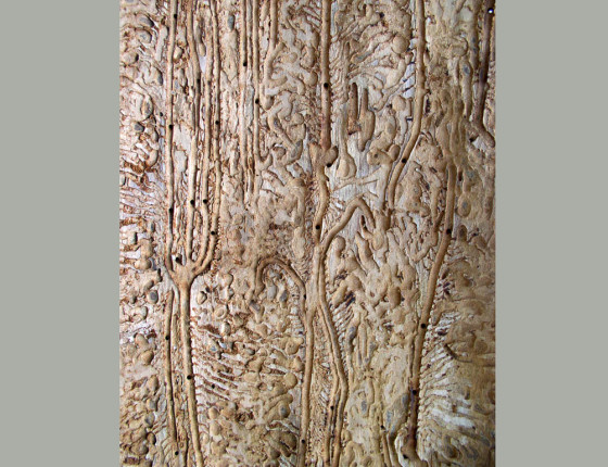 Požerek, sbírky ÚOLM.