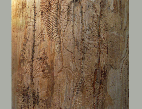 Požerek, sbírky ÚOLM.